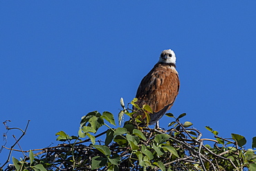 Black-collared hawk (Busarellus nigricollis), Pantanal, Mato Grosso, Brazil, South America