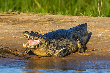 Jacare caiman (Caiman yacare), Pantanal, Mato Grosso, Brazil, South America