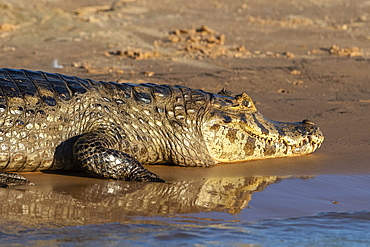 Jacare caiman (Caiman yacare), Pantanal, Mato Grosso, Brazil, South America