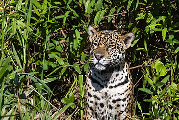 Jaguar (Panthera onca), Pantanal, Mato Grosso, Brazil, South America