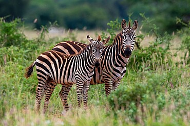 Grant's zebra (Equus quagga boehmi), Tsavo, Kenya, East Africa, Africa