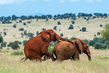 Two male African elephants (Loxodonta africana) displaying homosexual behavior, Tsavo, Kenya, East Africa, Africa