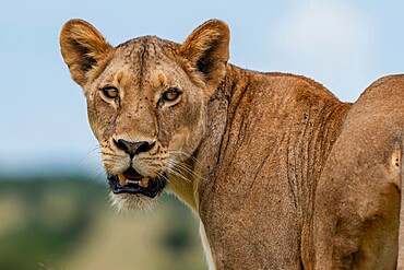 Lioness (Panthera leo), Tsavo, Kenya, East Africa, Africa