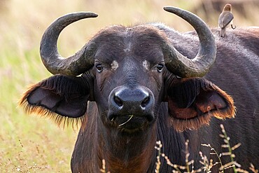 Cape buffalo (Syncerus caffer), Tsavo, Kenya, East Africa, Africa