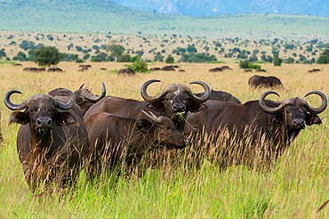 Cape buffalo (Syncerus caffer), Tsavo, Kenya, East Africa, Africa