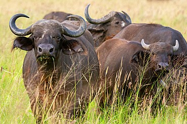 Cape buffalo (Syncerus caffer), Tsavo, Kenya, East Africa, Africa