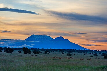 View of Mount Kilimanjaro from Tsavo, Kenya, East Africa, Africa