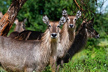 Waterbuck (Kobus ellipsiprymnus), Tsavo, Kenya, East Africa, Africa