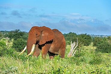 African elephant (Loxodonta africana), Tsavo, Kenya, East Africa, Africa