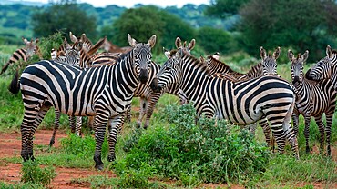 Grant's zebra (Equus quagga boehmi), Tsavo, Kenya, East Africa, Africa