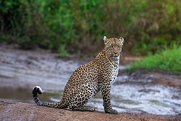 Leopard (Panthera pardus), Seronera, Serengeti National Park, Tanzania, East Africa, Africa