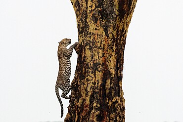 Leopard (Panthera pardus), Seronera, Serengeti National Park, Tanzania, East Africa, Africa