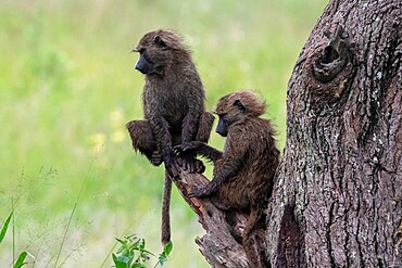 Olive Baboon (Papio anubis), Seronera, Serengeti National Park, Tanzania, East Africa, Africa