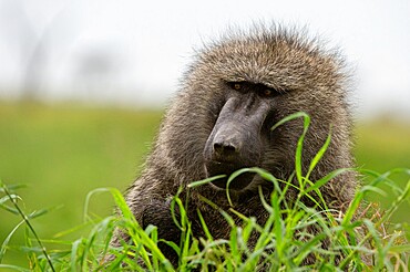 Olive Baboon (Papio anubis), Seronera, Serengeti National Park, Tanzania, East Africa, Africa