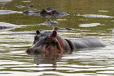 Hippopotamus (Hippopotamus amphibius), Seronera, Serengeti National Park, Tanzania, East Africa, Africa