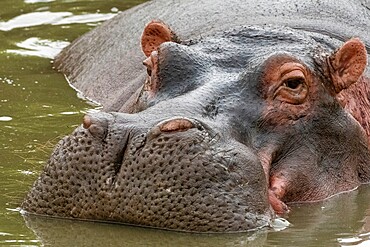 Hippopotamus (Hippopotamus amphibius), Seronera, Serengeti National Park, Tanzania, East Africa, Africa