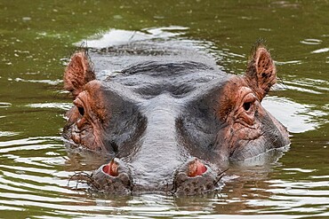 Hippopotamus (Hippopotamus amphibius), Seronera, Serengeti National Park, Tanzania, East Africa, Africa