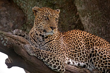 Leopard (Panthera pardus), Seronera, Serengeti National Park, Tanzania, East Africa, Africa