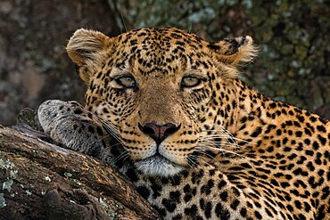 Leopard (Panthera pardus), Seronera, Serengeti National Park, Tanzania, East Africa, Africa