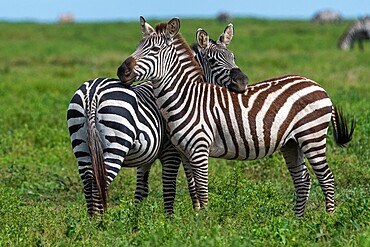 Plains zebras (Equus quagga), Ndutu, Ngorongoro Conservation Area, Serengeti, Tanzania, East Africa, Africa