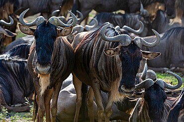 Wildebeests (Connochaetes taurinus), Ndutu, Ngorongoro Conservation Area, Serengeti, Tanzania, East Africa, Africa