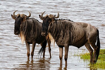 Wildebeests (Connochaetes taurinus), Ndutu, Ngorongoro Conservation Area, Serengeti, Tanzania, East Africa, Africa