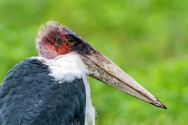 Marabou stork (Leptoptilos crumenifer), Ndutu, Ngorongoro Conservation Area, Serengeti, Tanzania, East Africa, Africa