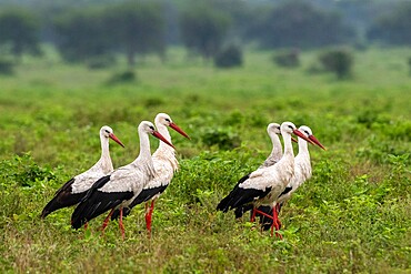 White storks (Ciconia ciconia), Ndutu, Ngorongoro Conservation Area, Serengeti, Tanzania, East Africa, Africa