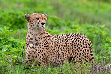 Cheetah (Acinonyx jubatus), Ndutu, Ngorongoro Conservation Area, Serengeti, Tanzania, East Africa, Africa