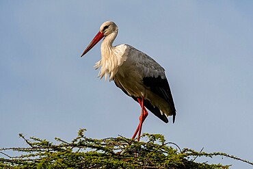 White stork (Ciconia ciconia), Ndutu, Ngorongoro Conservation Area, Serengeti, Tanzania, East Africa, Africa