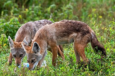 Golden jackals (Canis aurus) investigating a plastic bottle, Ndutu, Ngorongoro Conservation Area, Serengeti, Tanzania, East Africa, Africa