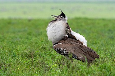 Kori bustard (Ardeotis kori) male parade, Ndutu, Ngorongoro Conservation Area, Serengeti, Tanzania, East Africa, Africa