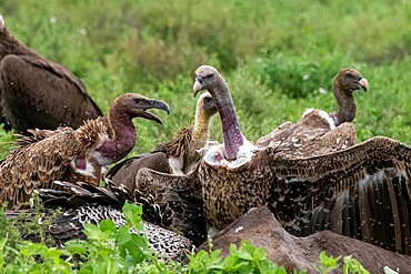 White-backed vultures (Gyps africanus) on a carcass, Ndutu, Ngorongoro Conservation Area, Serengeti, Tanzania, East Africa, Africa