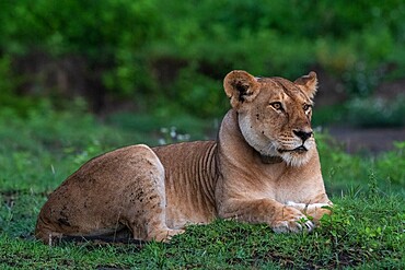 A GPS-collared lioness (Panthera leo), Ndutu, Ngorongoro Conservation Area, Serengeti, Tanzania, East Africa, Africa