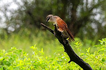 White-browed coucal (Centropus superciliosus) on a branch, Ndutu, Ngorongoro Conservation Area, Serengeti, Tanzania, East Africa, Africa