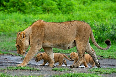 A lioness (Panthera leo) with its four week old cubs, Ndutu, Ngorongoro Conservation Area, Serengeti, Tanzania, East Africa, Africa