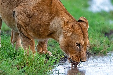 Lioness (Panthera leo), Ndutu, Ngorongoro Conservation Area, Serengeti, Tanzania, East Africa, Africa