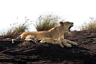 Lioness and cub on the Lion Rock, a promontory which has inspired the Disney movie The Lion King, Lualenyi, Kenya, East Africa, Africa