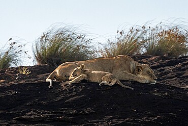 Lioness and cub on the Lion Rock, a promontory which has inspired the Disney movie The Lion King, Lualenyi, Kenya, East Africa, Africa