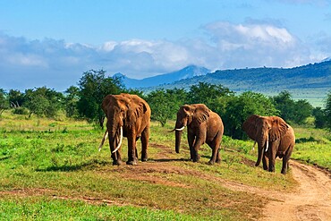 African elephants (Loxodonta africana), Lualenyi, Tsavo Conservation Area, Kenya, East Africa, Africa