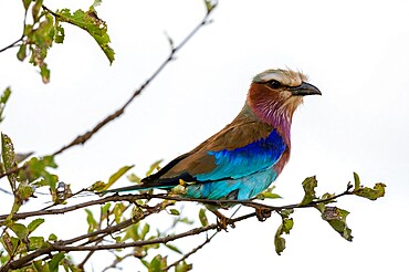 Lilac-breasted roller (Coracias caudata), Lualenyi, Tsavo Conservation Area, Kenya, East Africa, Africa