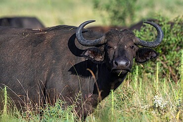 African buffalo (Syncerus caffer), Lualenyi, Tsavo Conservation Area, Kenya, East Africa, Africa