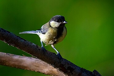 Great tit (Parus major), Notranjska forest, Slovenia, Europe