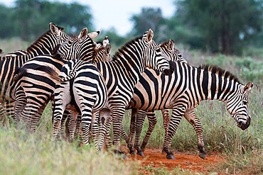 Plains zebras (Equus quagga), Tsavo, Kenya, East Africa, Africa