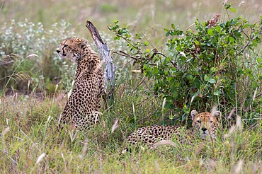 A cheetah (Acynonix jubatus) resting in the grass, Tsavo, Kenya, East Africa, Africa