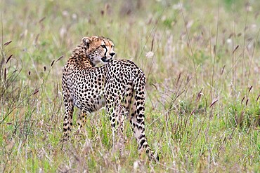 A cheetah (Acynonix jubatus) looking back, Tsavo, Kenya, East Africa, Africa