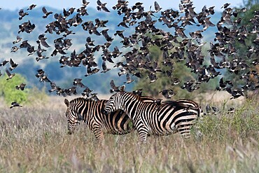 Barn swallows (Hirundo rustica), flying over two plains zebras (Equus quagga), Tsavo, Kenya, East Africa, Africa