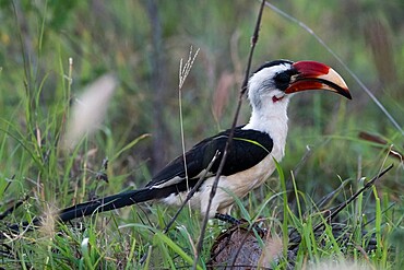 Von der Decken's Hornbill (Tockus deckeni), Tsavo, Kenya, East Africa, Africa