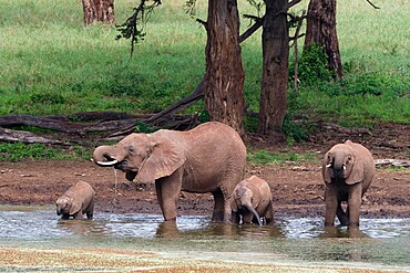 African elephants (Loxodonta africana) and calves drinking, Tsavo, Kenya, East Africa, Africa