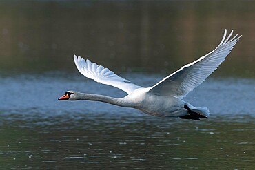 Mute Swan (Cygnus olor), Lake Varese, Varese, Lombardy, Italy, Europe